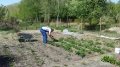 h- 67.4 Aan het werk in de moestuin.jpg 